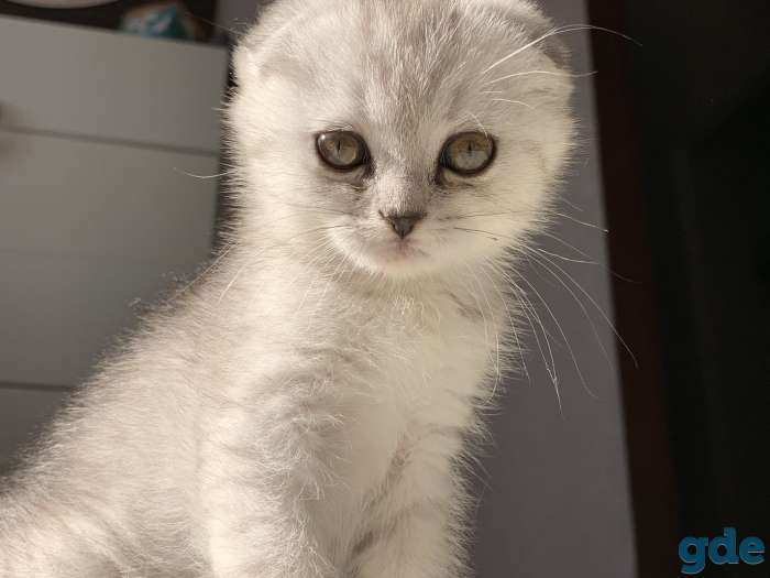 Продаются шотландские вислоухие котята, 2 месяца, фотография 2