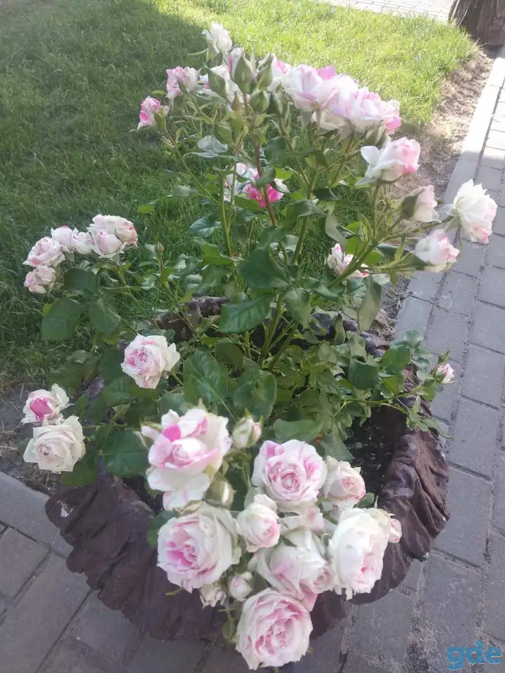 саженцы роз, фотография 5