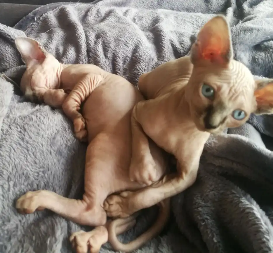 Котята девочки Канадский сфинкс, фотография 10