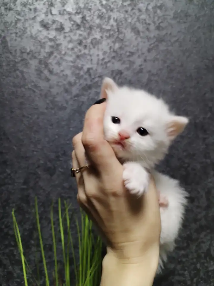 Кот и котята, фотография 1