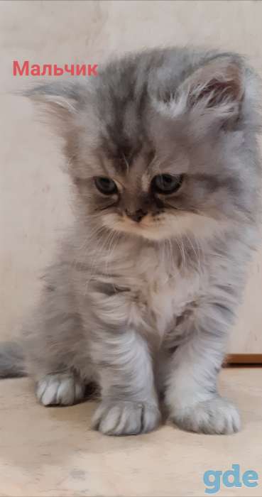 Шотландские котята, фотография 2