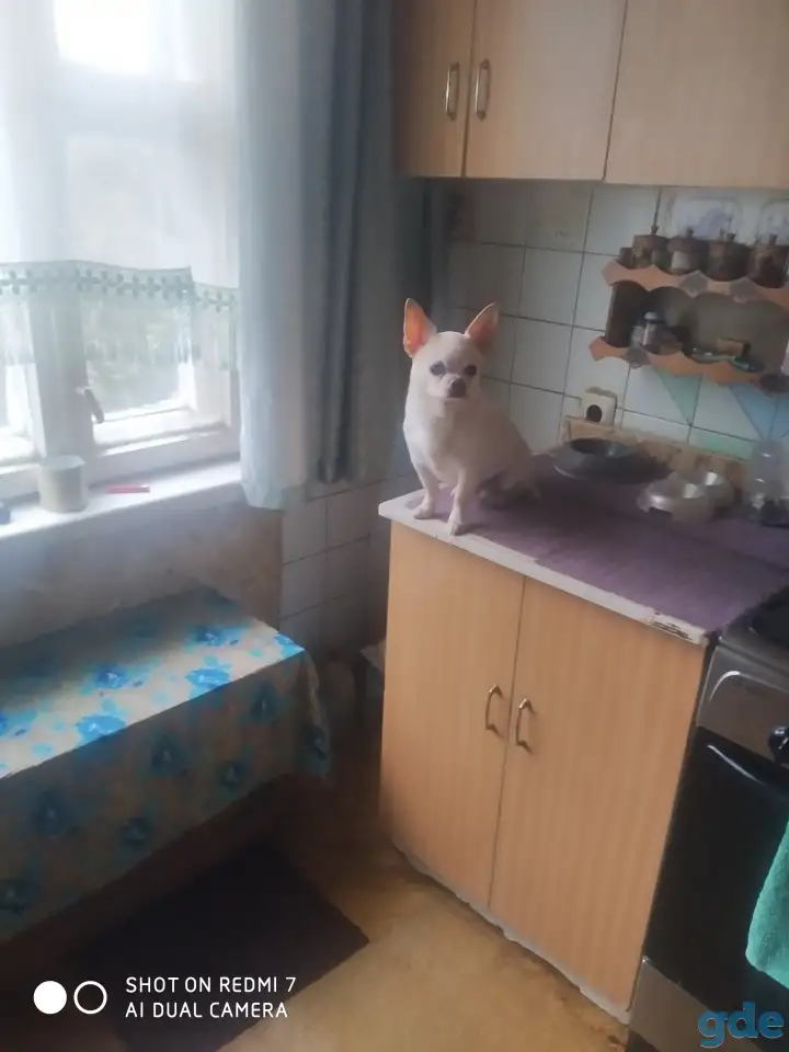 Чихуахуа на вязку, фотография 1