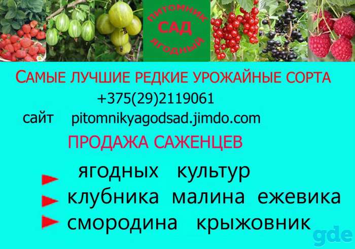 САЖЕНЦЫ КЛУБНИКИ - 50 сортов - купить  в Бресте  с питомника, фотография 1
