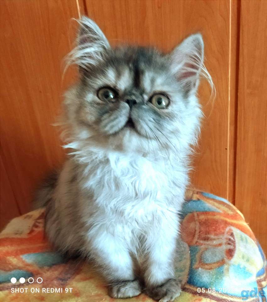 Персидские котята экстремального типа чистокровные.Персы.Котята., фотография 4