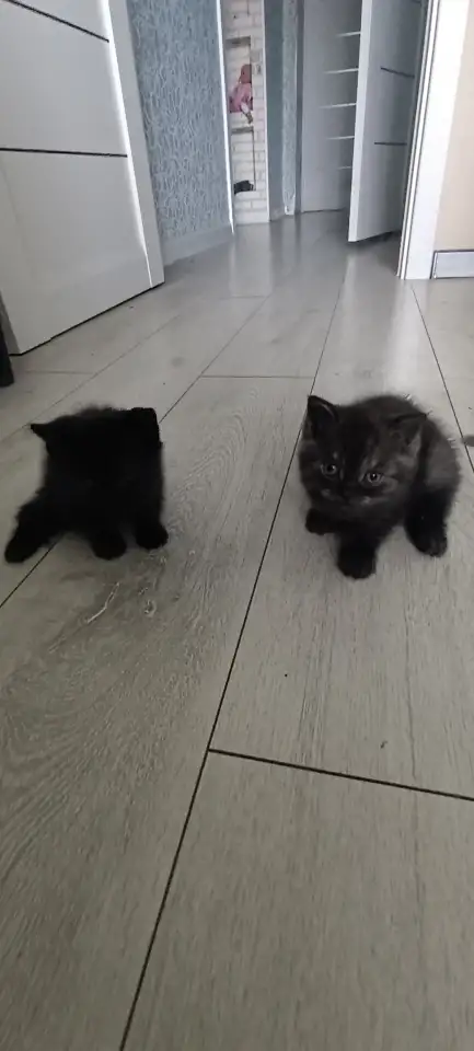 Котята британцы, фотография 3