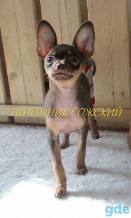 Той-терьер девочка из проф. питомника щенок, фотография 3