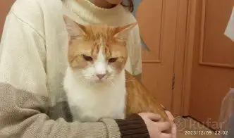 Чудесный рыжий котик Бонечка ищет дом и семью!, фотография 6