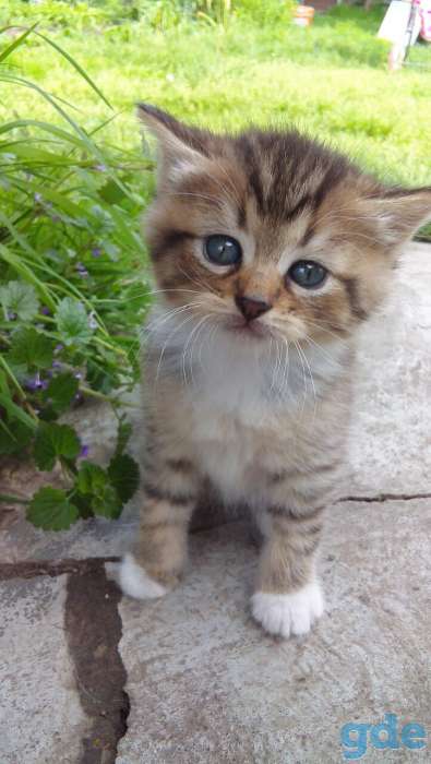 Отдам котят, фотография 3