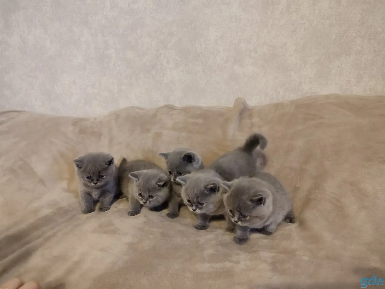Котята Британские, фотография 2