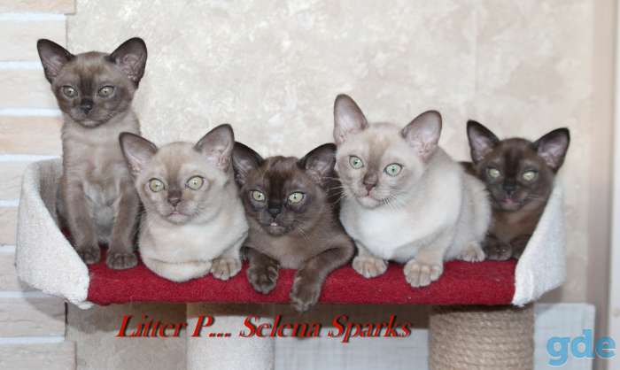 Котята европейской бурмы, фотография 3