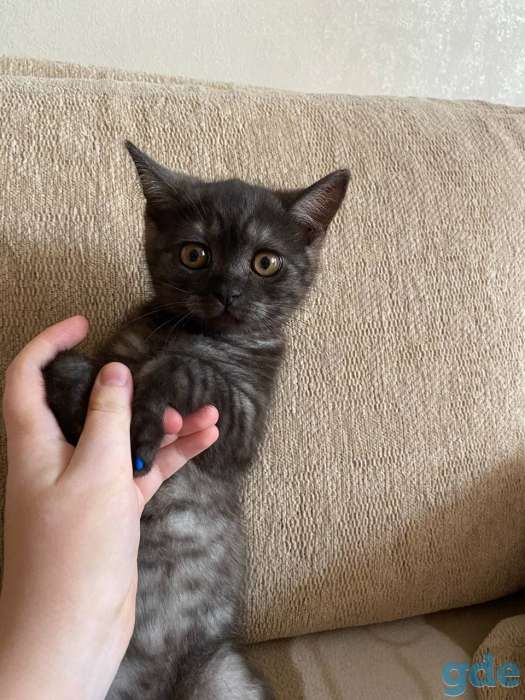 Британский короткошерстый котенок, фотография 1