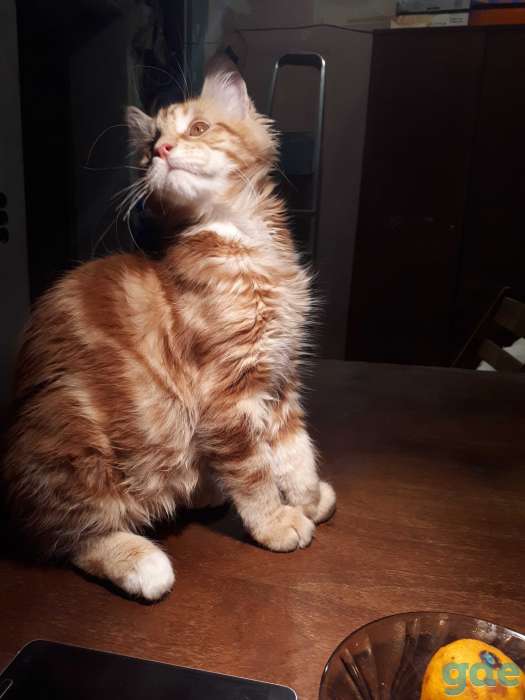 Котята Мейн КУН, фотография 2