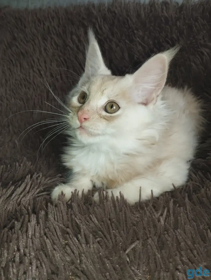 Котенок мейнкун готов обрести новый дом., фотография 2