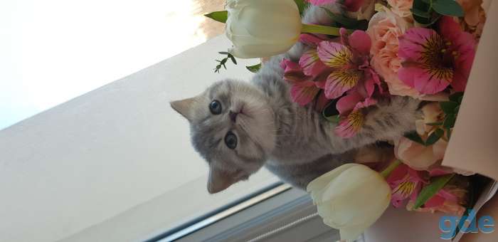 Британские котята, фотография 6