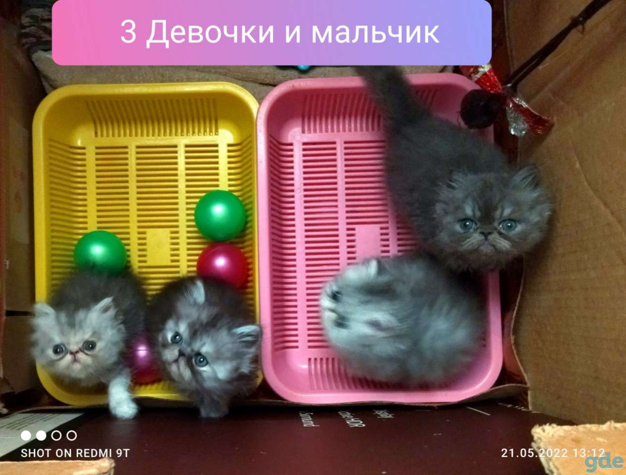 Персидские котята экстремального типа чистокровные.Персы.Котята., фотография 8