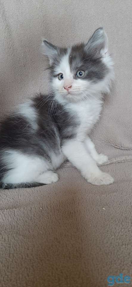 Котята мейн кун, фотография 5