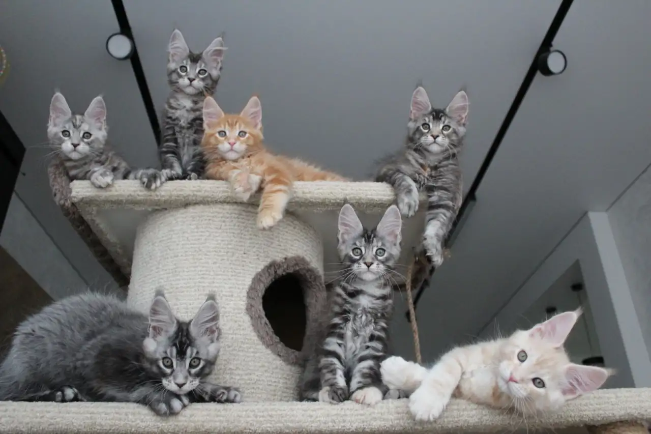 Котята мейн-кун, фотография 5