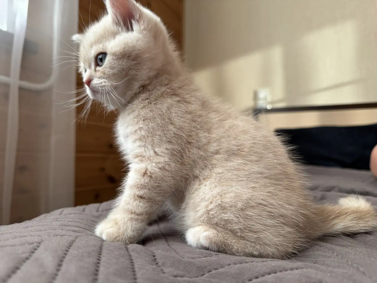 Шотландские котята, фотография 2