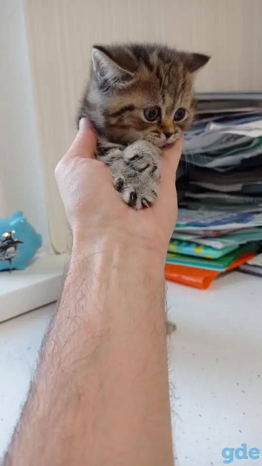 Котята британцы, фотография 4