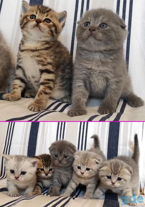 Шотландские котята, фотография 11
