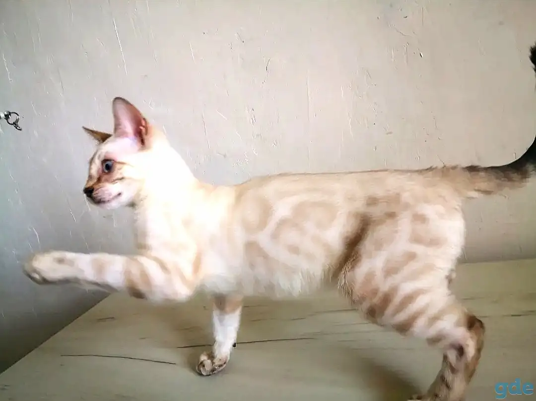 Бенгальские котята, фотография 7