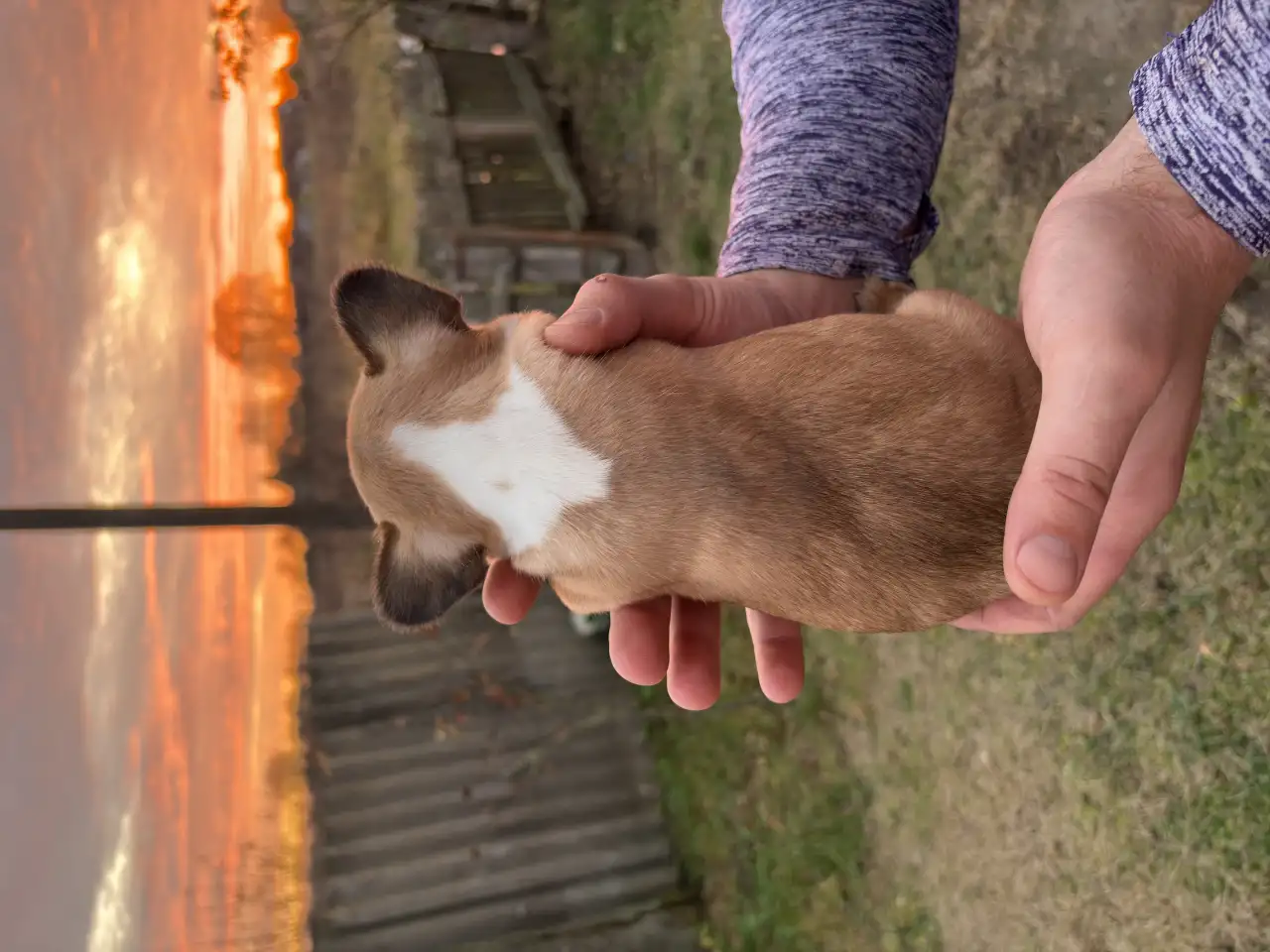 Щенок французского бульдога, фотография 1