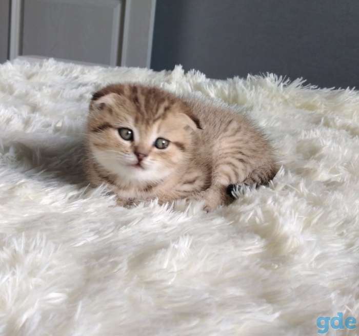 Котята, фотография 1