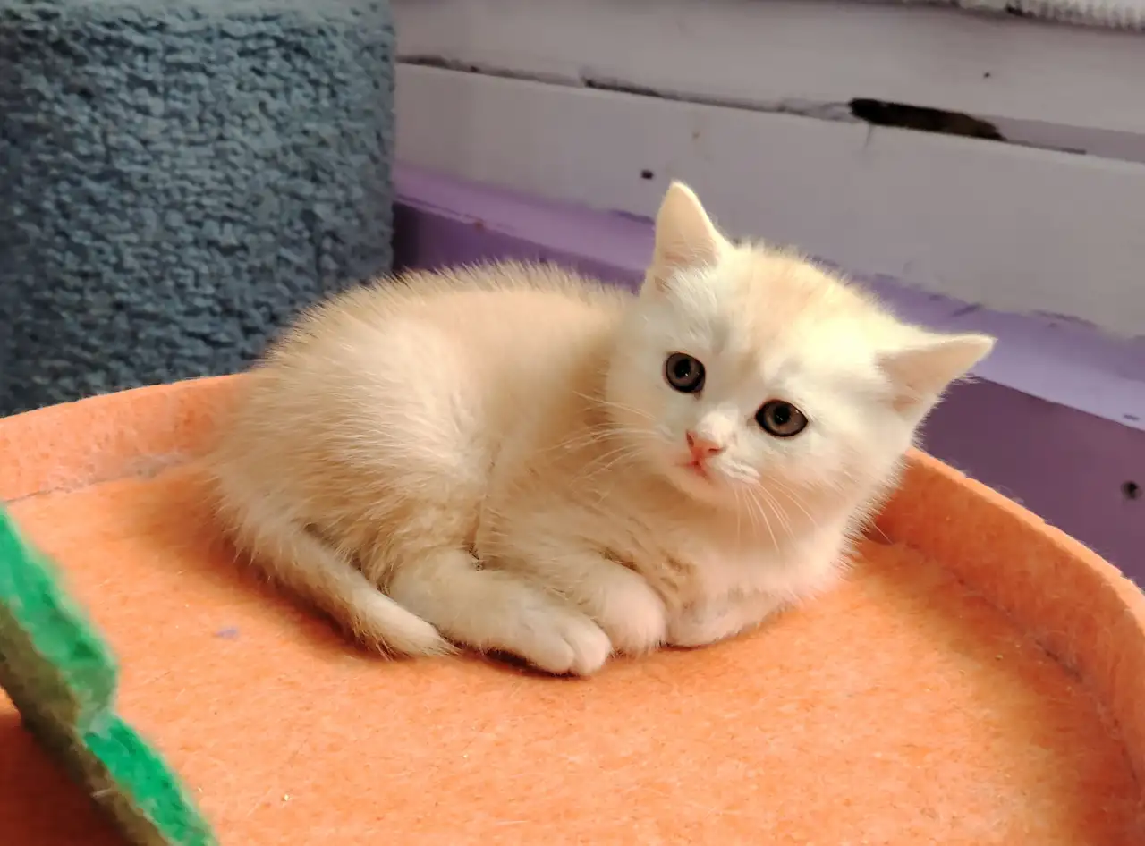 Шотландские котята. Мальчик., фотография 1