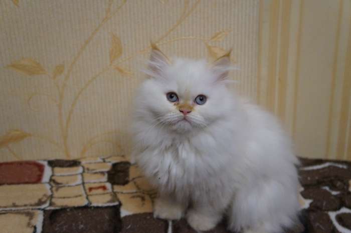 Чистокровные британские котята, фотография 6