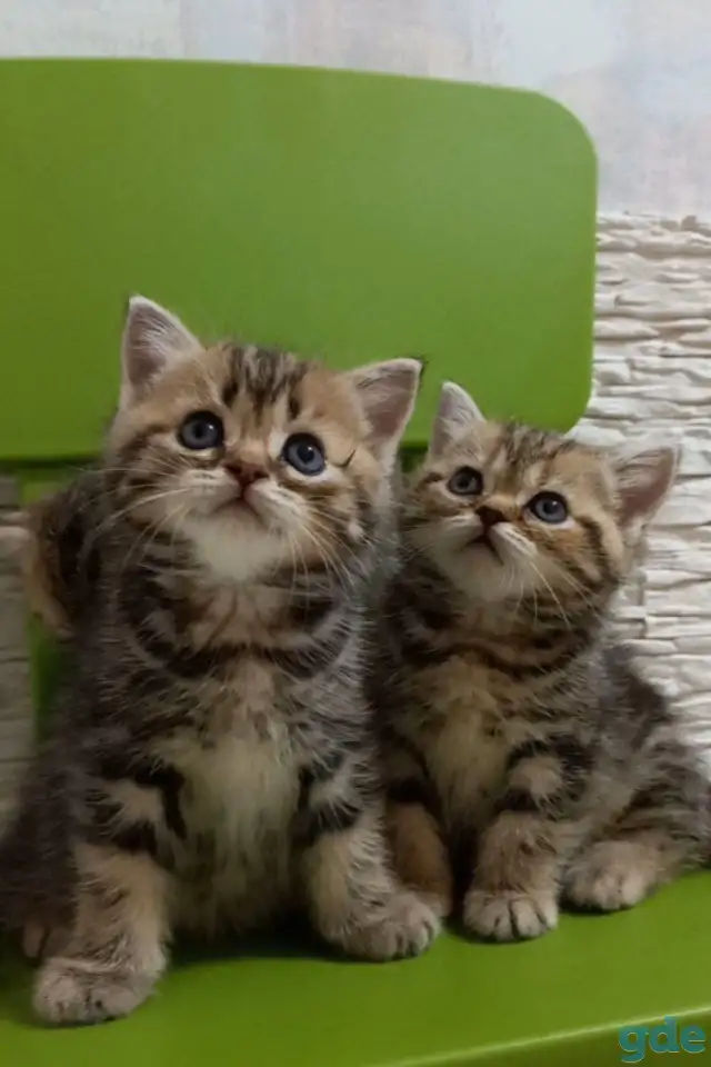 Британские котята, фотография 3
