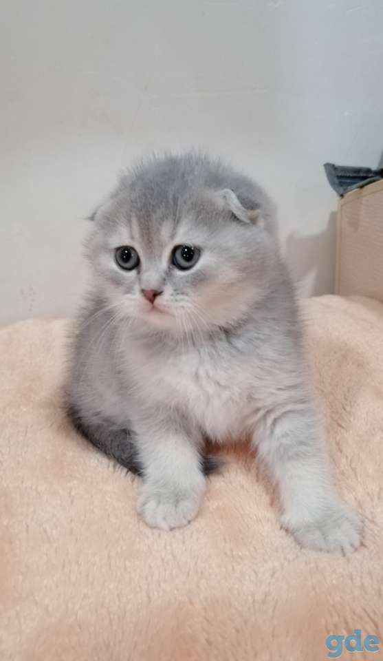 Продам шотландскую кошечку, фотография 2