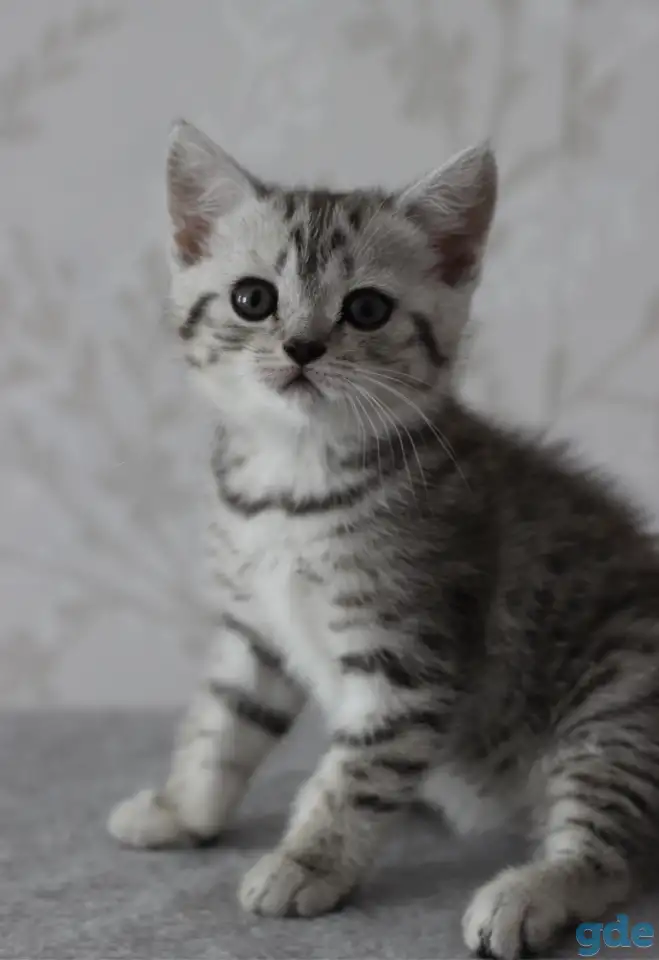 Шотландский котенок, фотография 1