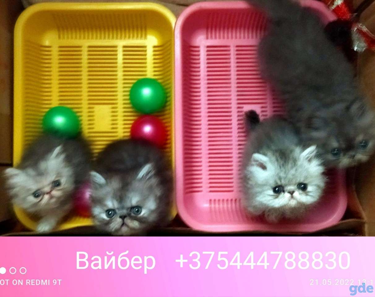 Персидские котята экстремального типа чистокровные.Персы.Котята., фотография 7
