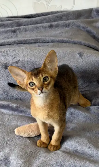 Бенгальский котёнок, мальчик, фотография 2