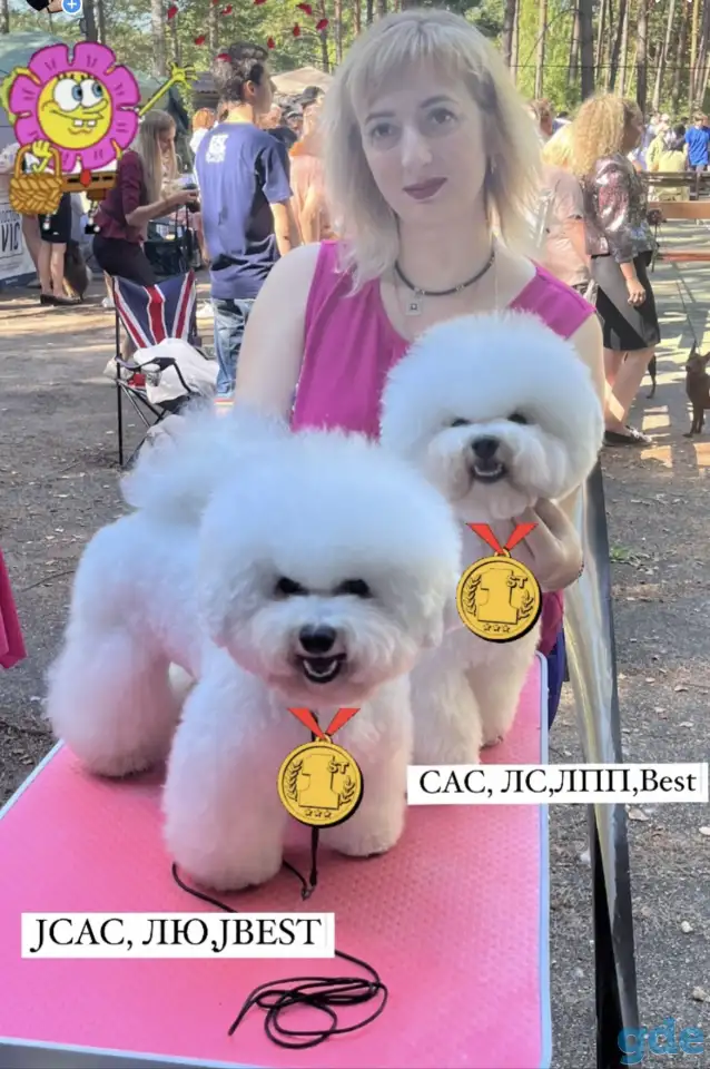 Девочка Бишон фризе, фотография 5