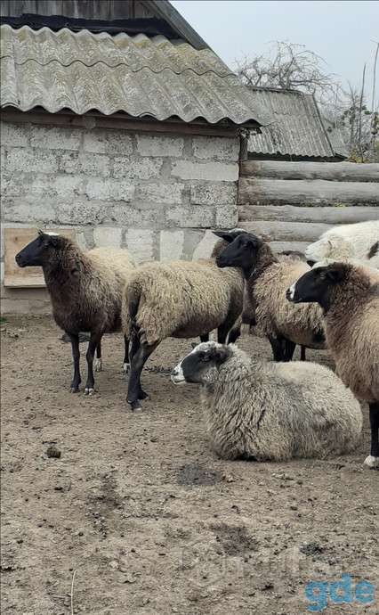 Продажа овец, фотография 2