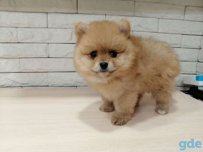 Продажа собаки, фотография 5