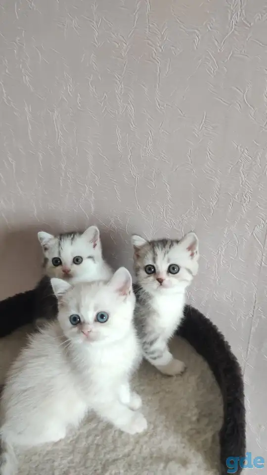 Шотландские котята с голубыми глазами, фотография 6