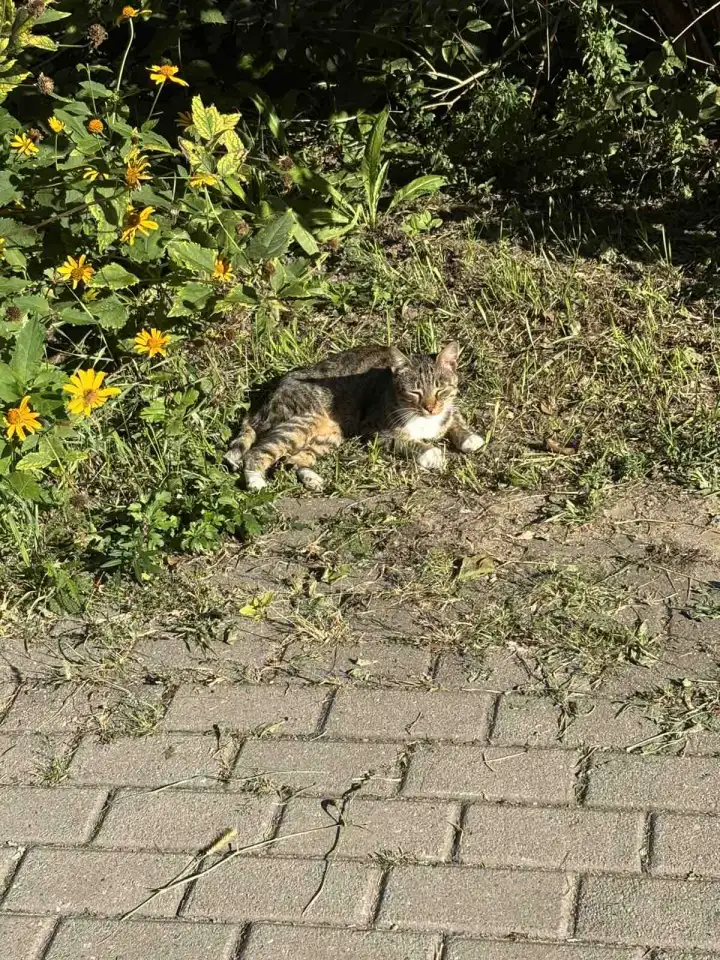 Ищет дом которебенок! Котенок в дар! СОС!, фотография 1