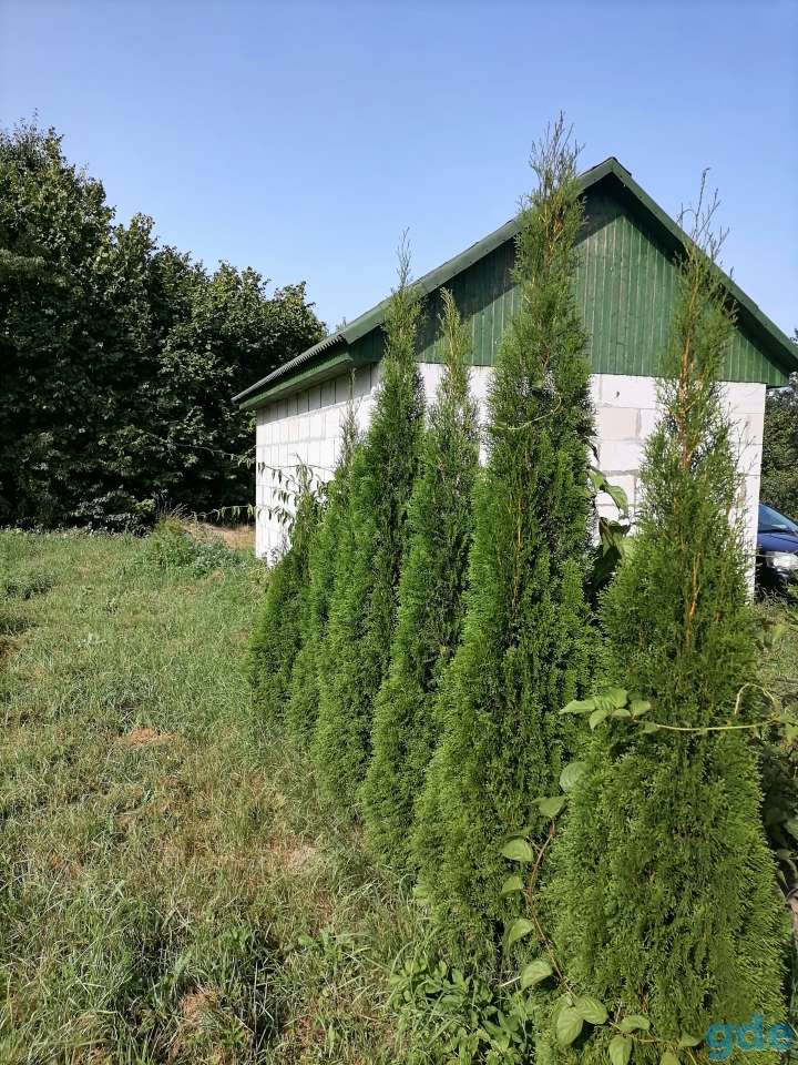 Продам дом с  большим участком, фотография 2