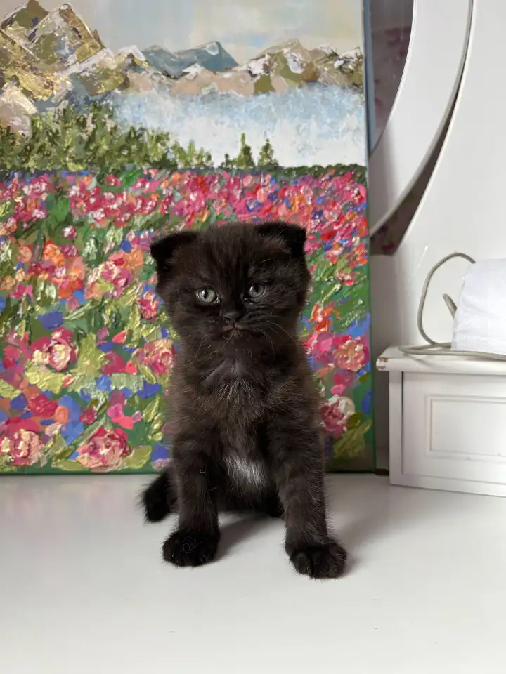 Шотландский котенок, фотография 5