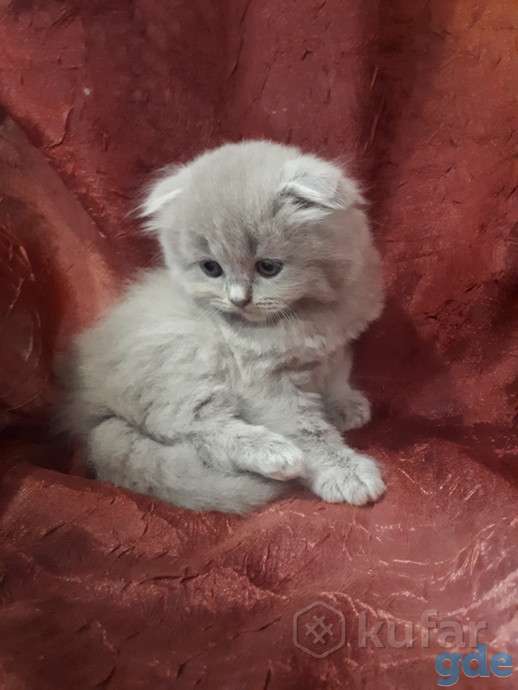 Продам котенка от вислоухой шотландской, фотография 1