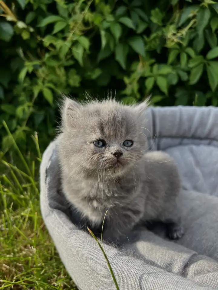 Шотландские котята, фотография 5