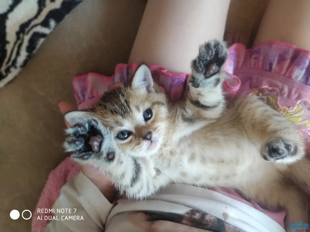 Шотландские котята, фотография 1