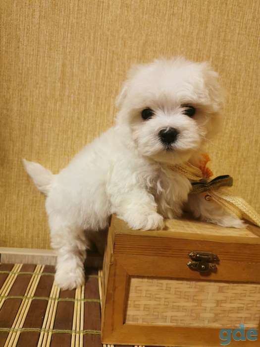 Мальтийской болонки щенки, фотография 2