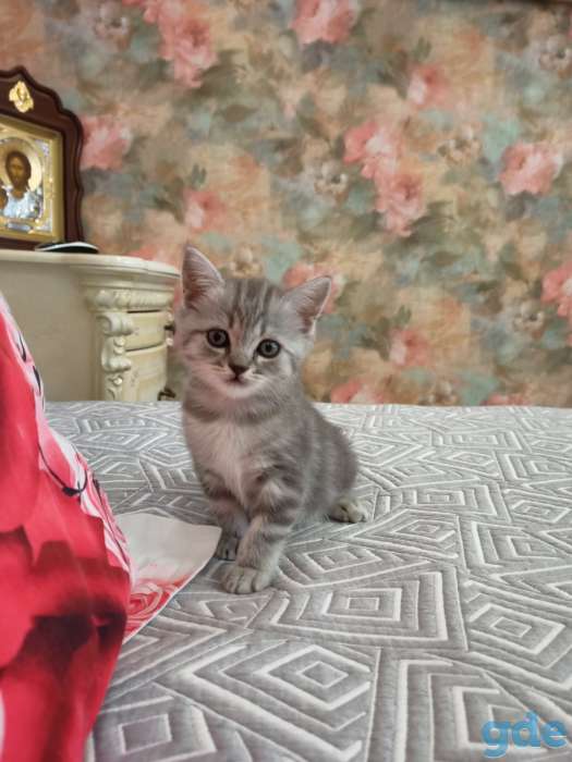 котята шотландские, фотография 4