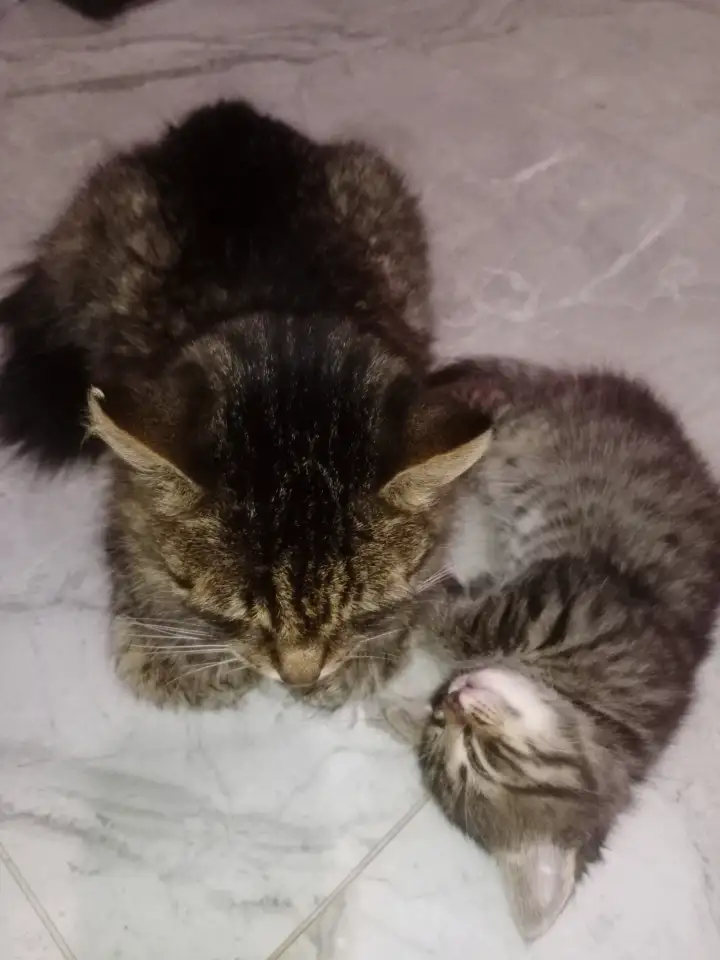 Красивая кошечка, фотография 10