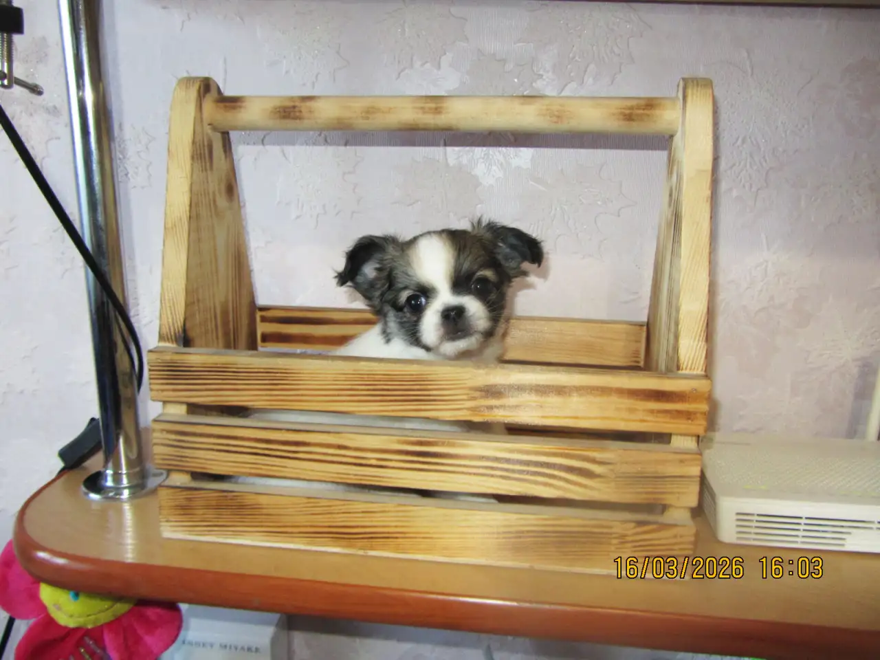 чихуахуа длинношерстный мальчик, фотография 4
