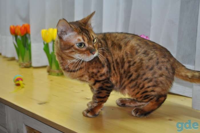 Бенгальска кошка, фотография 1