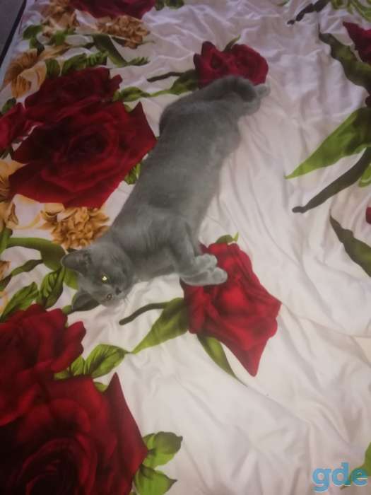 Котёнок британец, 7 месяцев, фотография 1